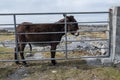 Dark fur donkey behind metal fence. Rough stone terrain of Inishmore, Aran island, Ireland in the background Royalty Free Stock Photo