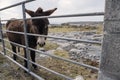 Dark fur donkey behind metal fence. Rough stone terrain of Inishmore, Aran island, Ireland in the background Royalty Free Stock Photo