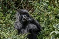 Dark furred adolescent mountain gorilla eating in Volcanoes National Park Rwanda Royalty Free Stock Photo