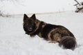 Dark German Shepherd Mix Laying in White Snow in Winter Royalty Free Stock Photo