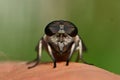 Dark Giant Horsefly, Tabanus sudeticus