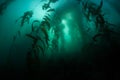Dark Giant Kelp Forest in California Royalty Free Stock Photo