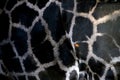 Dark giraffe skin Pattern texture with a band Royalty Free Stock Photo