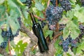 Dark glass bottle in vineyard on old grape trunk