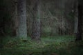 Dark gloomy forest covered with tall trees and green grass at night Royalty Free Stock Photo