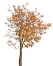 Dark gold autumn maple isoalted on white Royalty Free Stock Photo
