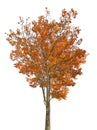 Dark gold autumn maple large tree isoalted on white Royalty Free Stock Photo