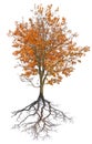 Dark gold lush autumn maple with root on white
