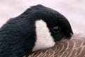 Goose hiding his beak under the wing Royalty Free Stock Photo