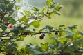 Dark gooseberry bush in the morning. Royalty Free Stock Photo