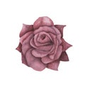 Dark gothic pink rose with magical texture isolated on white background. Watercolor hand drawn botanical sketch