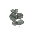 Dark gothic rose leaves with magical texture isolated on white background. Watercolor hand drawn botanical sketch
