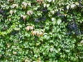 Dark grape bush. background, texture for the background. grapes in the background. A wall covered with vine green leaves. Natural Royalty Free Stock Photo