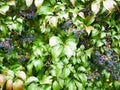 Dark grape bush. background, texture for the background. grapes in the background. A wall covered with vine green leaves. Natural Royalty Free Stock Photo