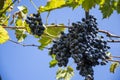 Dark grapes hang on a branch against a blue sky Royalty Free Stock Photo