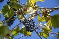 Dark grapes hang on a branch against a blue sky Royalty Free Stock Photo