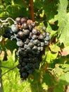 Dark grapes on vineyard in Nahe-Region of rhineland-palatinate