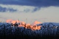 Dark grass, sunset in the background