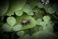 Dark grasshoper on a leaf.