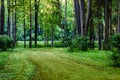 dark gravel pathway road in evening forest Royalty Free Stock Photo