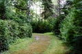 dark gravel pathway road in evening forest