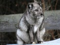 Dark gray arctic fox sitting in the snow