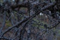 Dark gray burnt branches with small cones of Baikal coniferous tree after fire Royalty Free Stock Photo