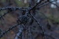 Dark gray burnt branches with small cones of Baikal coniferous tree after fire Royalty Free Stock Photo