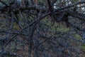 Dark gray burnt crooked branches with small black cones of Baikal coniferous tree after fire Royalty Free Stock Photo