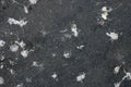 Dark gray concrete surface pooped by pigeons with white excrement. Royalty Free Stock Photo