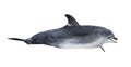 Dark gray dolphin with white abdomen Royalty Free Stock Photo