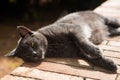 Dark-gray domestic cat resting in the sunlight.