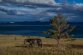 Dark gray horse on the grass near tree, blue lake baikal, in the light of sunset, against the background of mountains Royalty Free Stock Photo