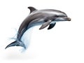 Dark gray isolated dolphin Royalty Free Stock Photo