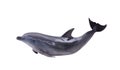 Dark gray isolated dolphin Royalty Free Stock Photo