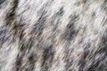 Fur texture Mink fur alpha Royalty Free Stock Photo