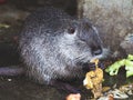 Dark gray nutria eats vegetables. Breeding nutrias_