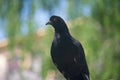 A dark gray ordinary urban pigeon with a crippled foot sits on the green background