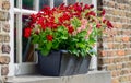 Dark gray plastic flowerpot with flowering petunia plants Royalty Free Stock Photo