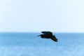 Dark gray reef heron in silhouette and flight across sea near horizon line