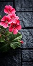 Dark Gray Rose Geranium Flower On Table: Visually Tactile Sustainable Design