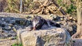 Dark gray wolf licking his paws lying on a stone in the forest