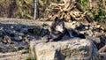 Dark gray wolf wachend lying on a stone in the forest