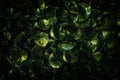 The dark green background of Homalomena plant. Royalty Free Stock Photo