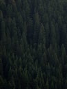 Dark green background pattern of lush green pine tree plants forest in Berchtesgaden Bavaria Germany alps Europe