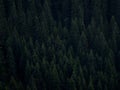Dark green background pattern of lush green pine tree plants forest in Berchtesgaden Bavaria Germany alps Europe