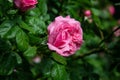 Dark green background with pink rose covered with the raindrops. Royalty Free Stock Photo