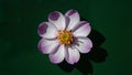 Dark green background with violet flower stamens shadows