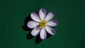 Dark green background with violet flower stamens shadows