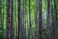 Dark green beech stand growe Royalty Free Stock Photo